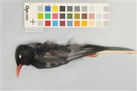 藏品(紅嘴黑鵯)的圖片